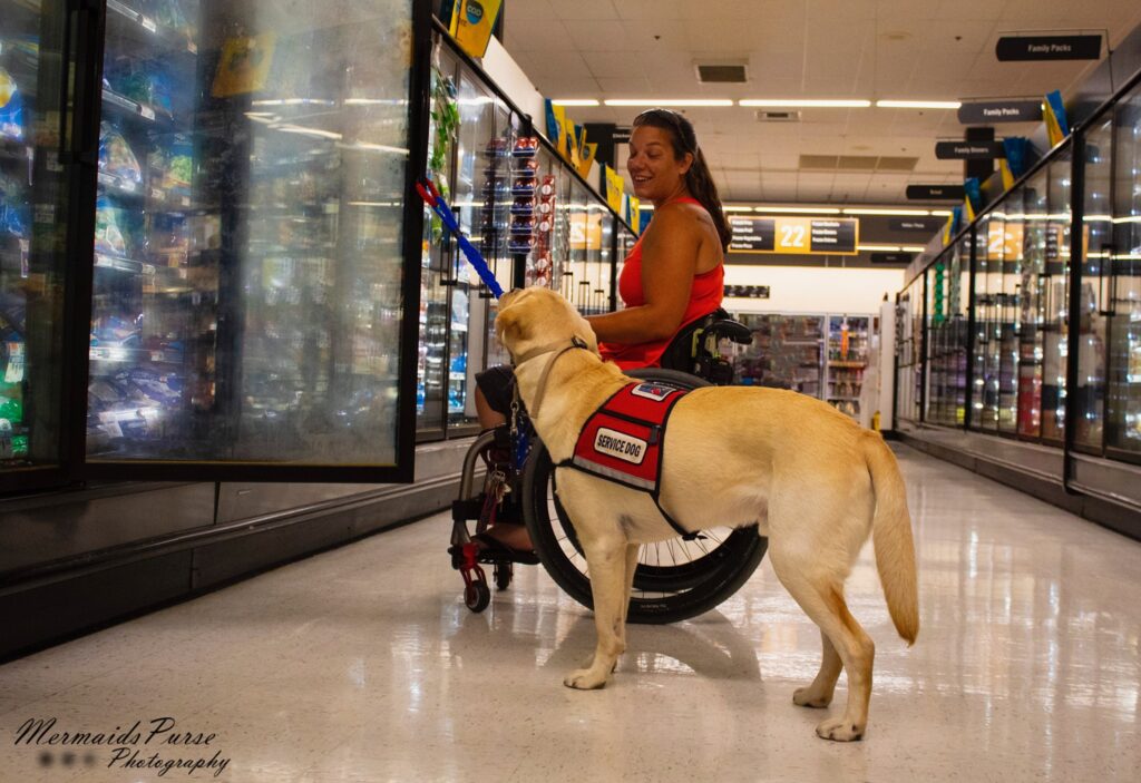 Katelynnes Story: A woman in a wheelchair smiles as she shops in a grocery store aisle with her alert yellow service dog, who stands by her side wearing a red service dog vest.