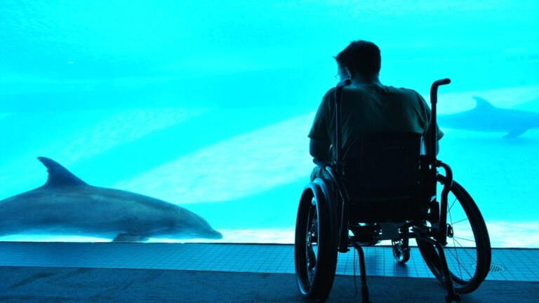 Jordans Story: A person in a wheelchair sits by a large aquarium window, watching dolphins swim gracefully in the blue water. The scene is peaceful and filled with natural light.
